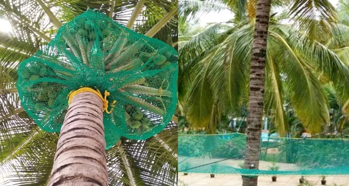 Coconut Tree Safety Nets