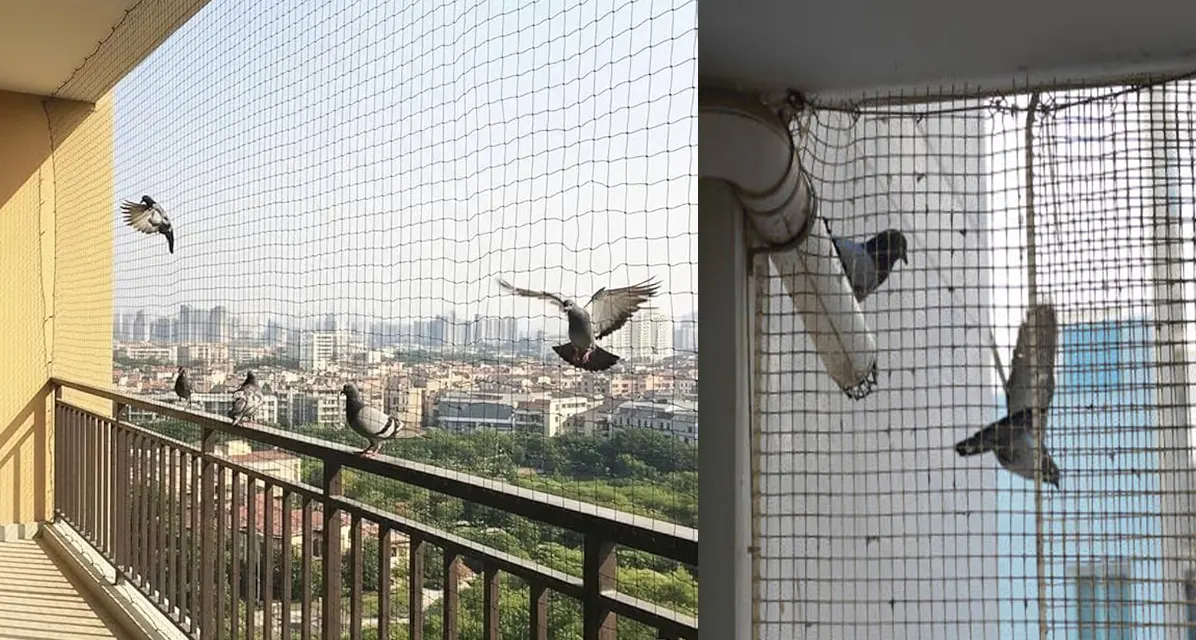 Pigeon Safety Nets